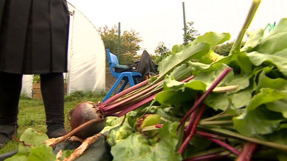 Food from the school garden