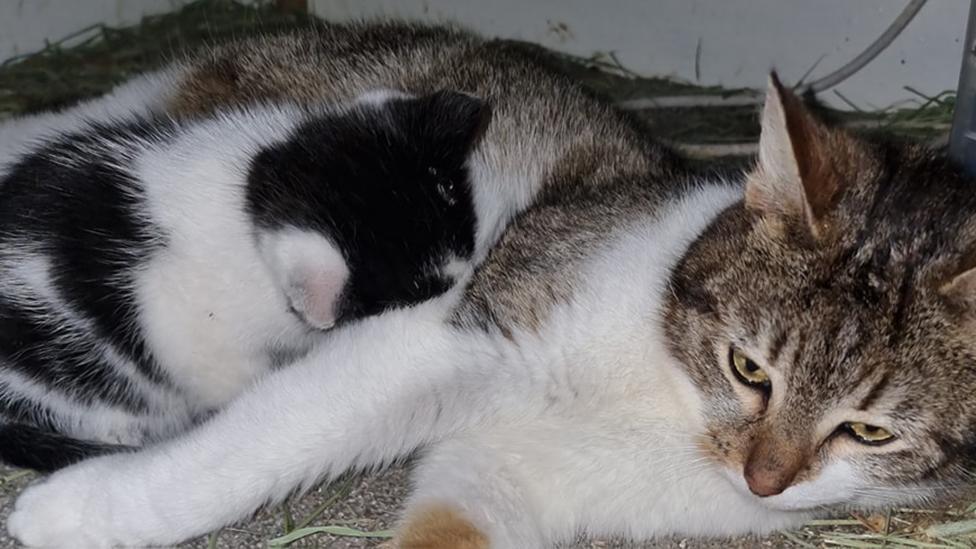 Randy and his adopted mother cat