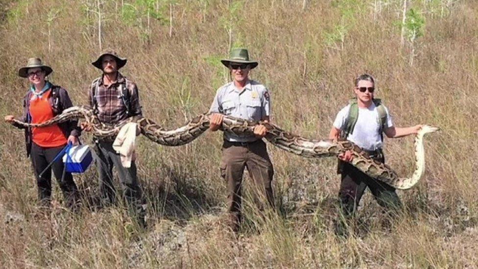 people-holding-giant-python.