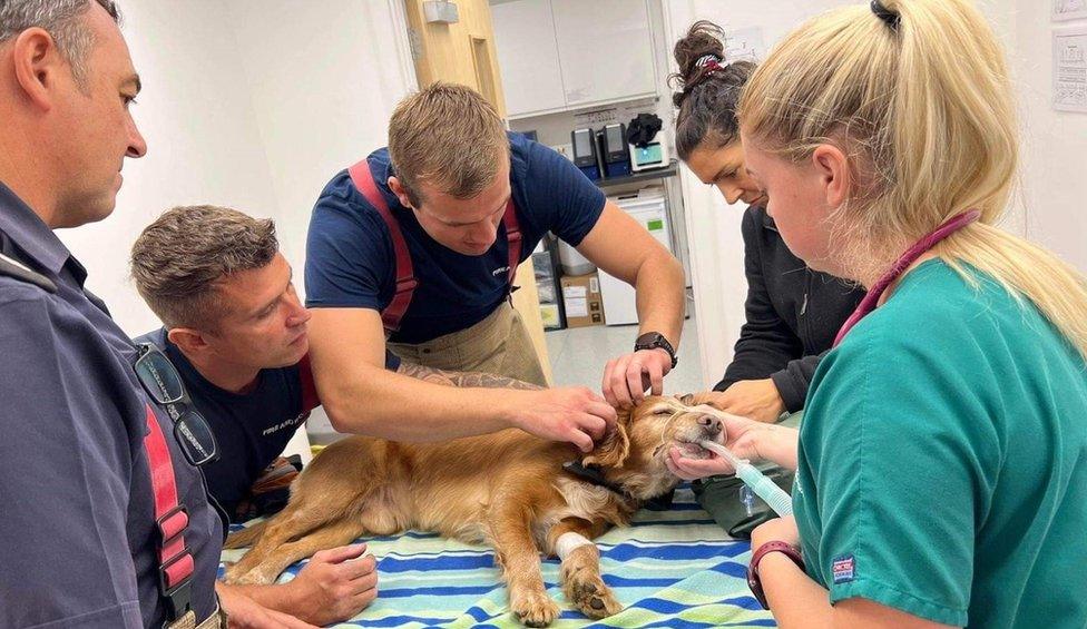 Indi at the vets getting the metal railing removed