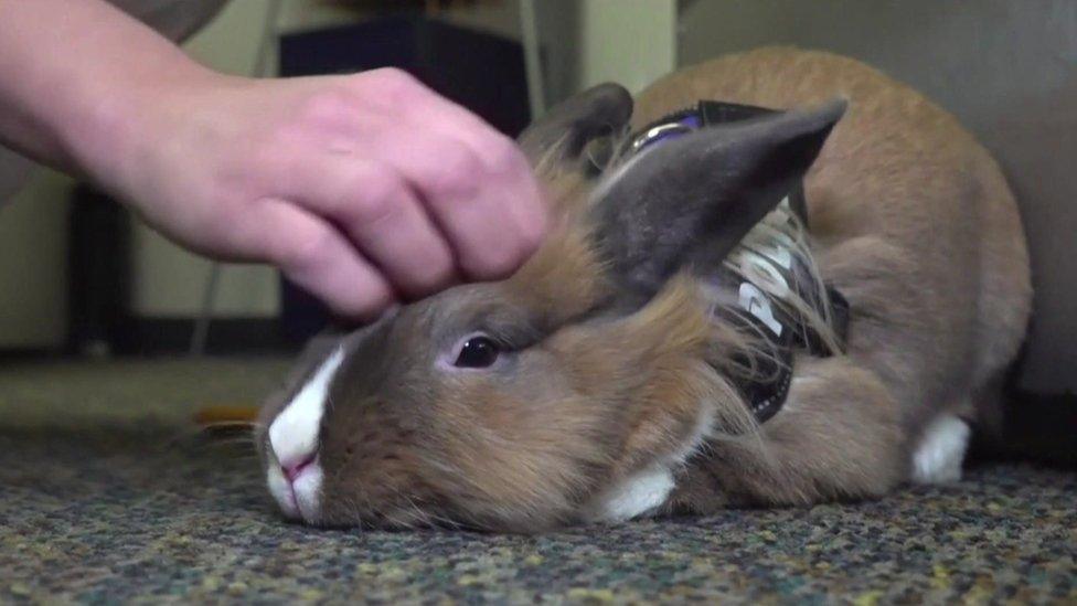 percy the police rabbit, being petted