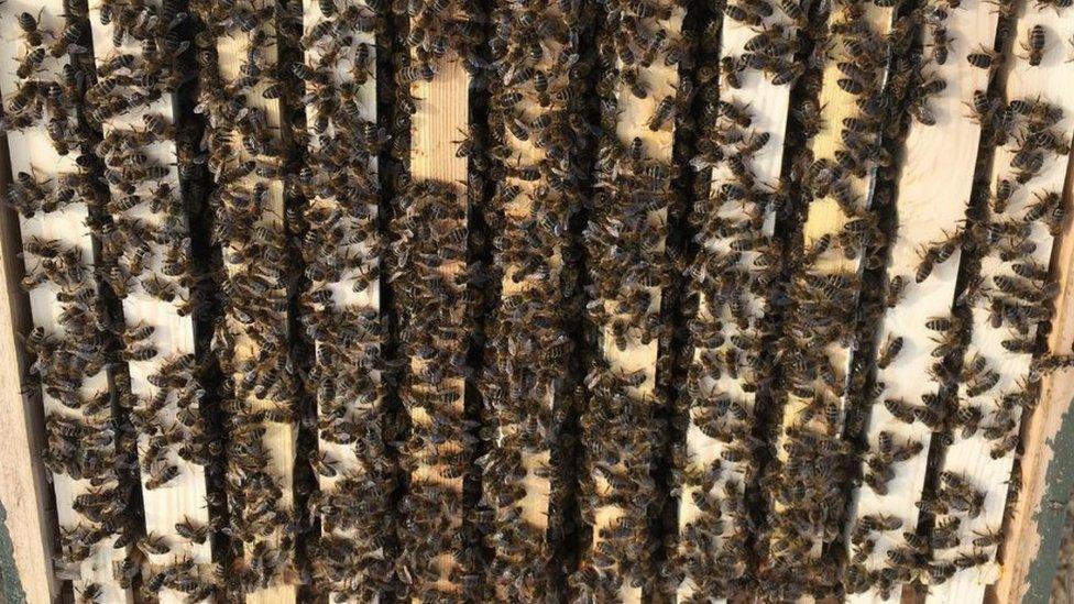 A large number of bees