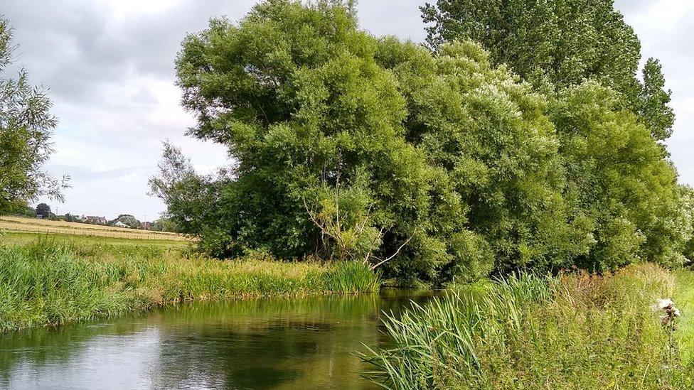 A section of restored River Avon on a bend with green trees and foliage at the side, surrounded by fields