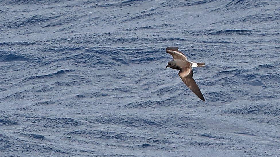 Leach's storm petrel