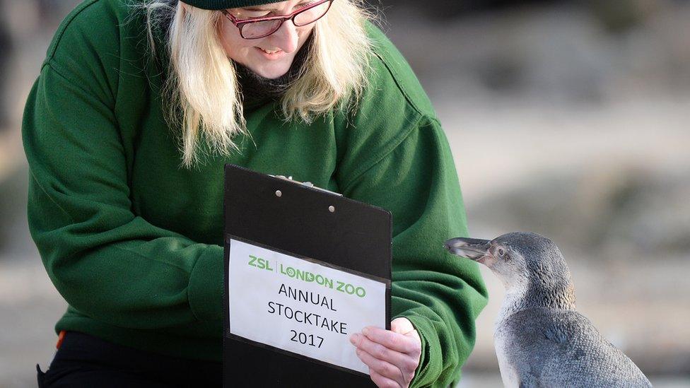 Humboldt penguin