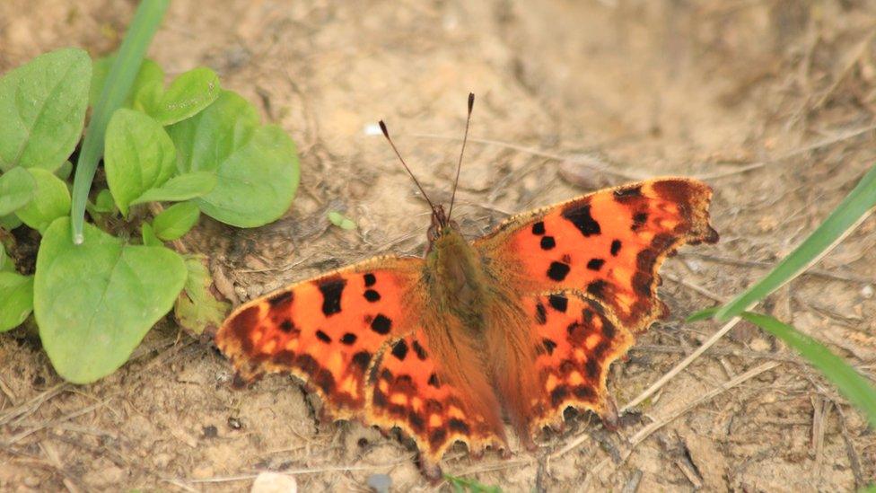 Comma butterfly