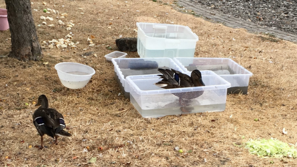 Ducks bathing in plastic tubs anf tupperware