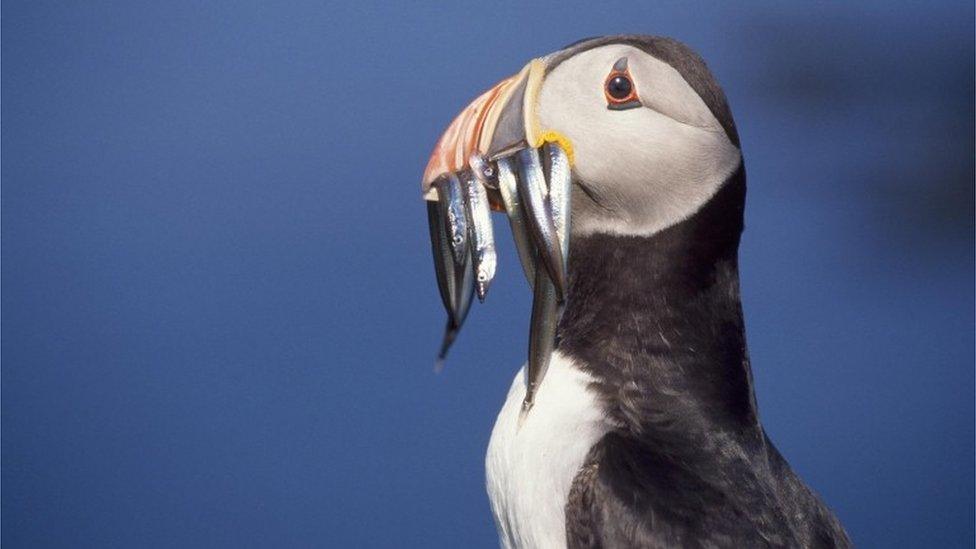 Puffin