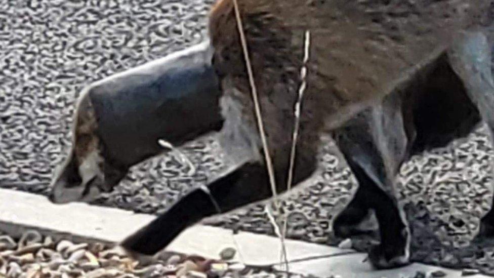 fox with pipe stuck on head