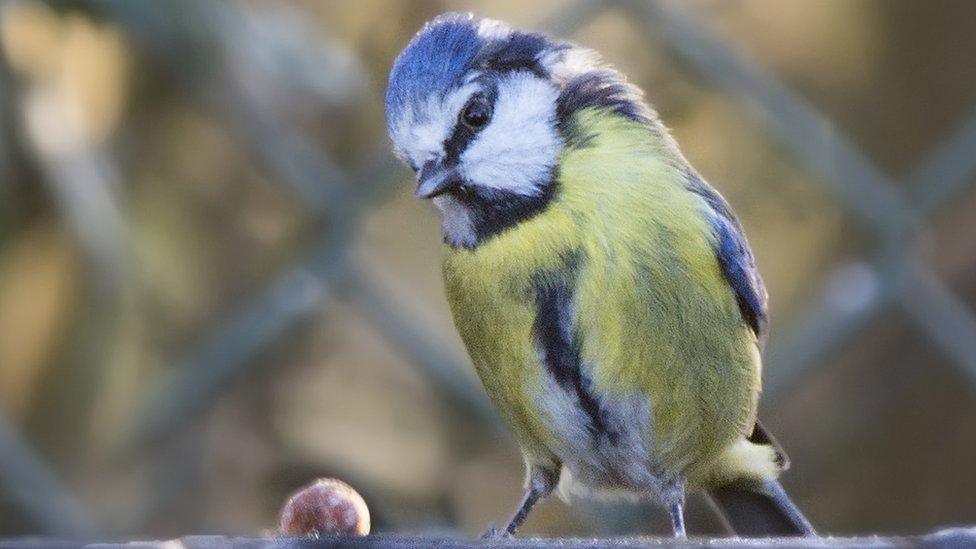 A blue tit in a garden in Bryncethin, Bridgend county