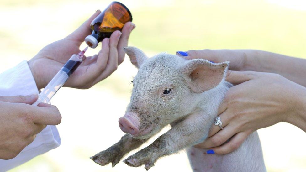 pig about to be injected