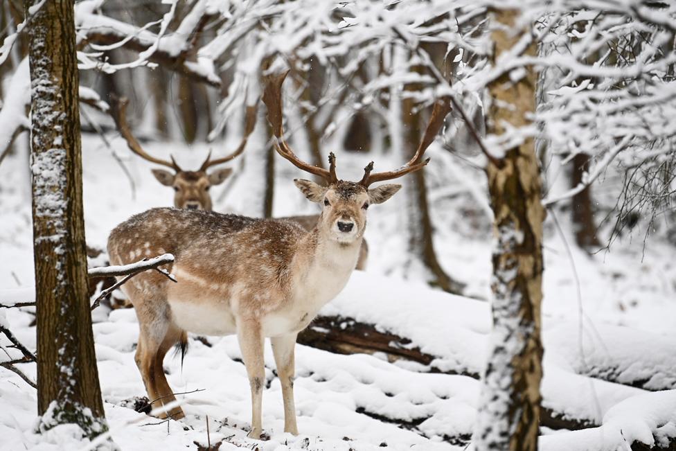 Deer graze in the snow, in Sevenoaks, Kent, 8 February 2021