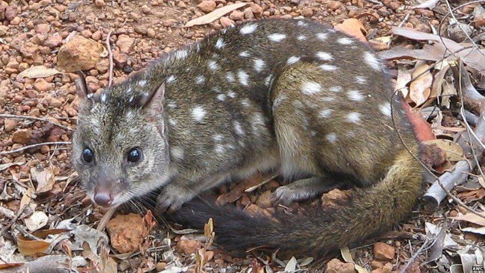 A Chuditch, or Western Quoll