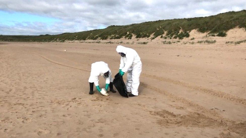 Dead bird collection in Aberdeenshire