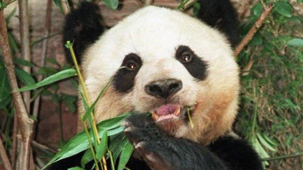 Jia Jia, a female giant panda, munches on bamboo leaves in Hong Kong's Ocean Park, 17 June 1999