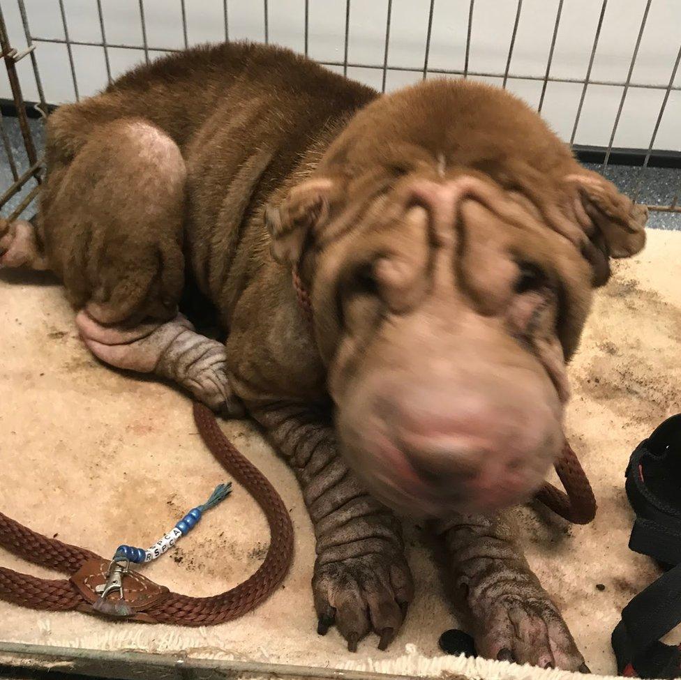 Shar Pei in cage