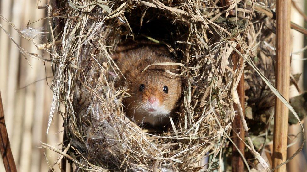 Harvest mouse in a nest