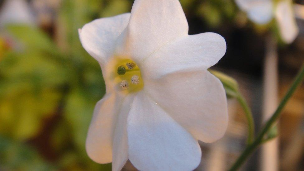 One of nine new tobacco species