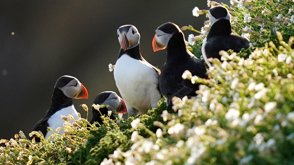 Puffins on a cliff