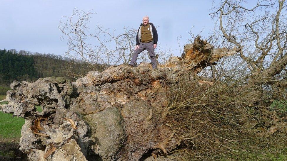 Rob McBride on the fallen tree