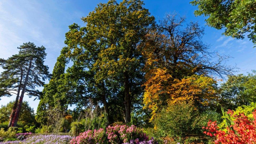 A large tree in a garden