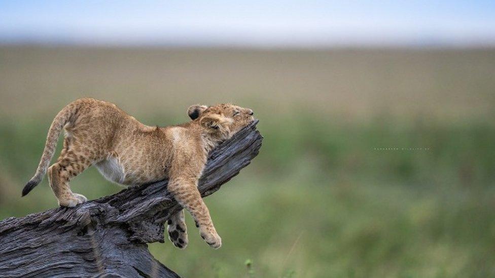 lion-cub-on-tree.