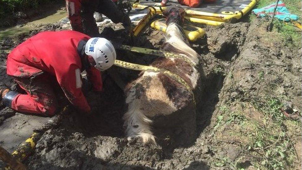 Horse stuck in mud