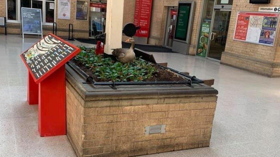 Goose in flower bed at York railway station