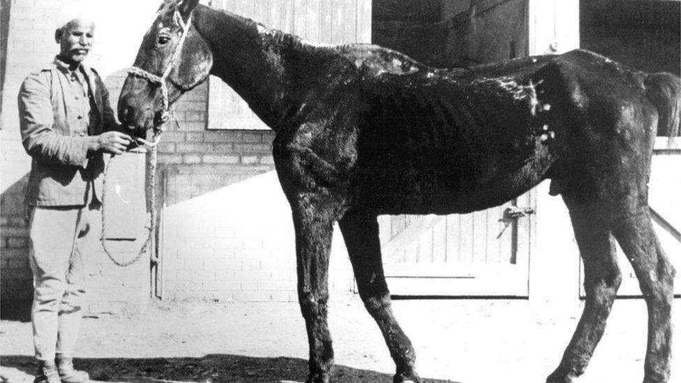 B&w photo of Old Bill, one of the rescued horses