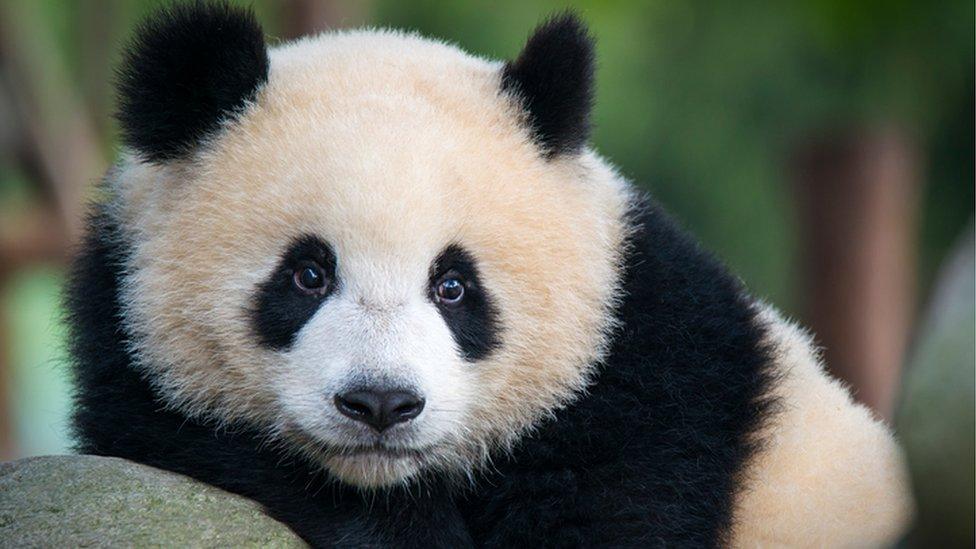 Giant panda