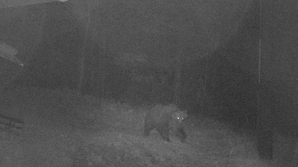 A brown bear that escaped a wildlife enclosure roams the woods in Italy