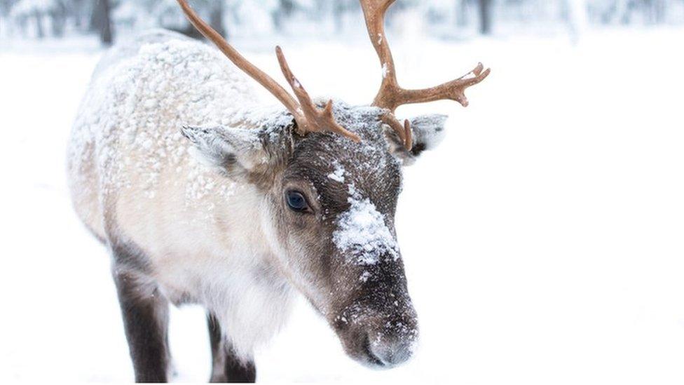 Baby reindeer