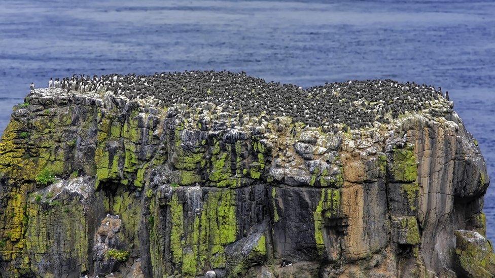 A colony of seabirds on Rathlin Island