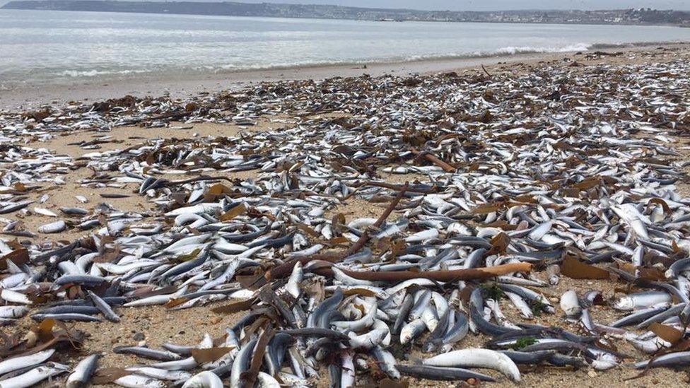 Fish on beach