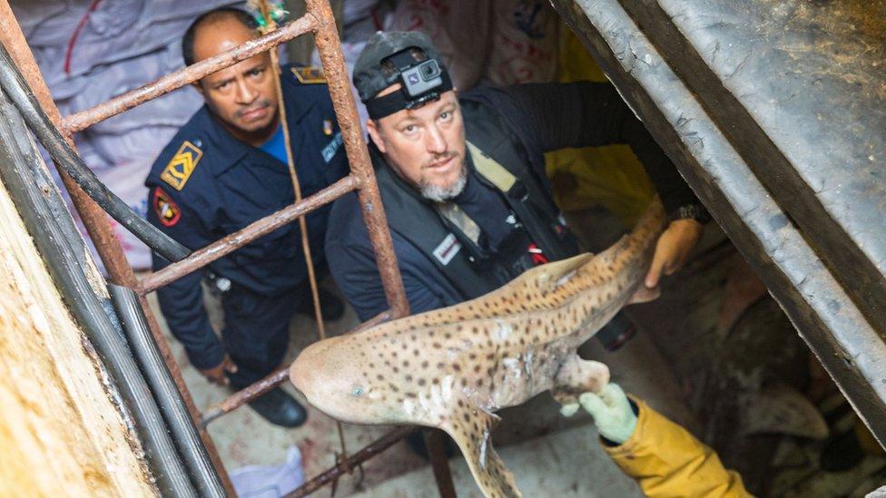 A man holds a shark in the hull of a vessel