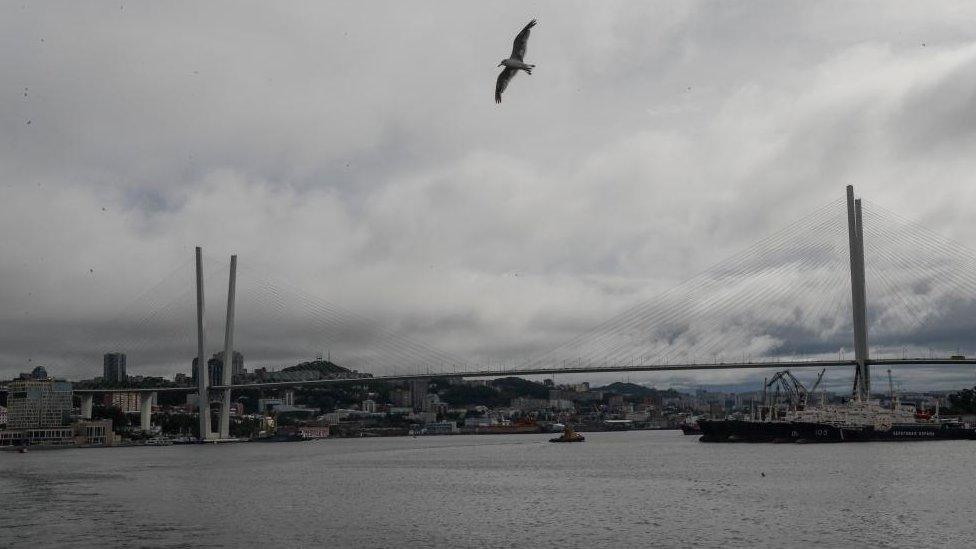 A seagull flys in front of a cable-stayed Russky Bridge in Vladivostok, Russia