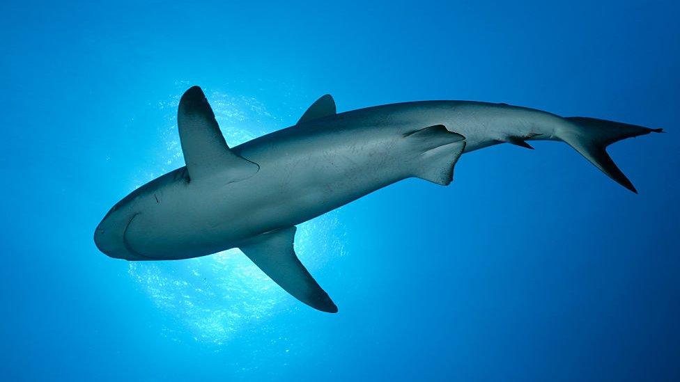 Grey reef shark