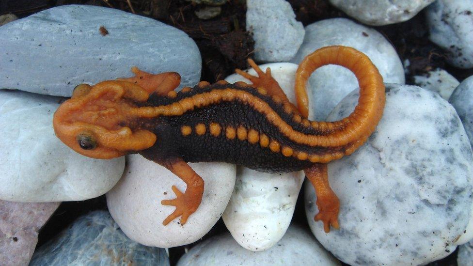 A new species of newt called the 'tylototriton anguliceps', discovered in Chiang Rai, Thailand