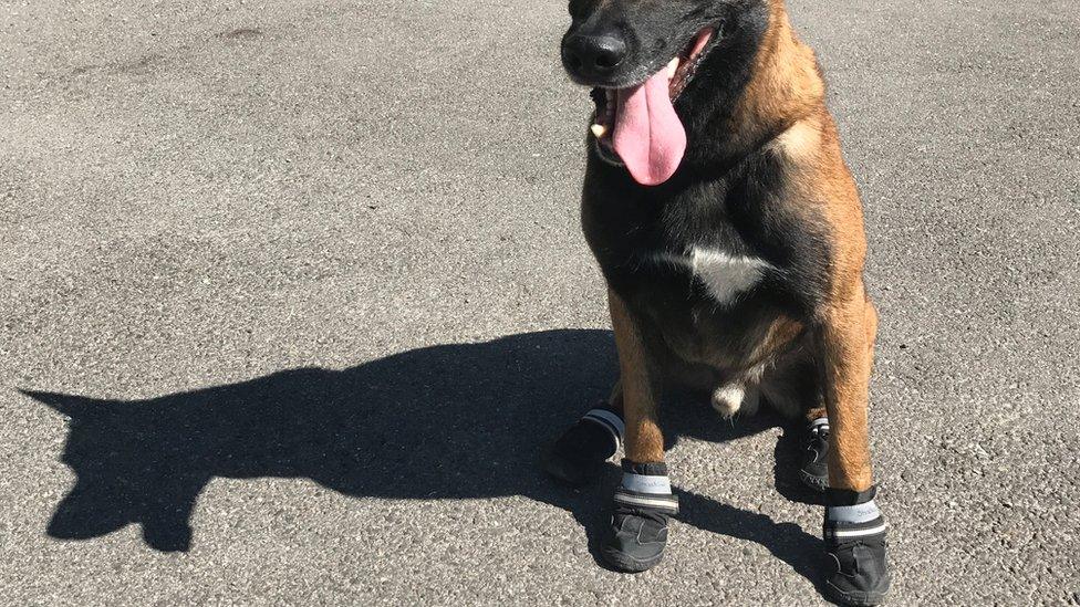 A police dog in Zurich