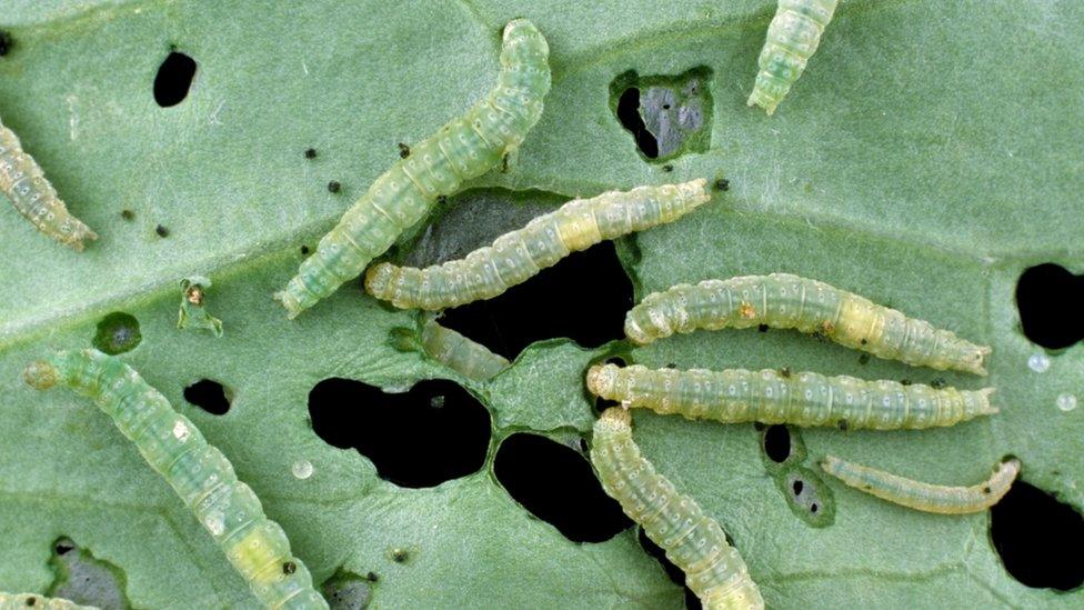 Diamondback moth caterpillars