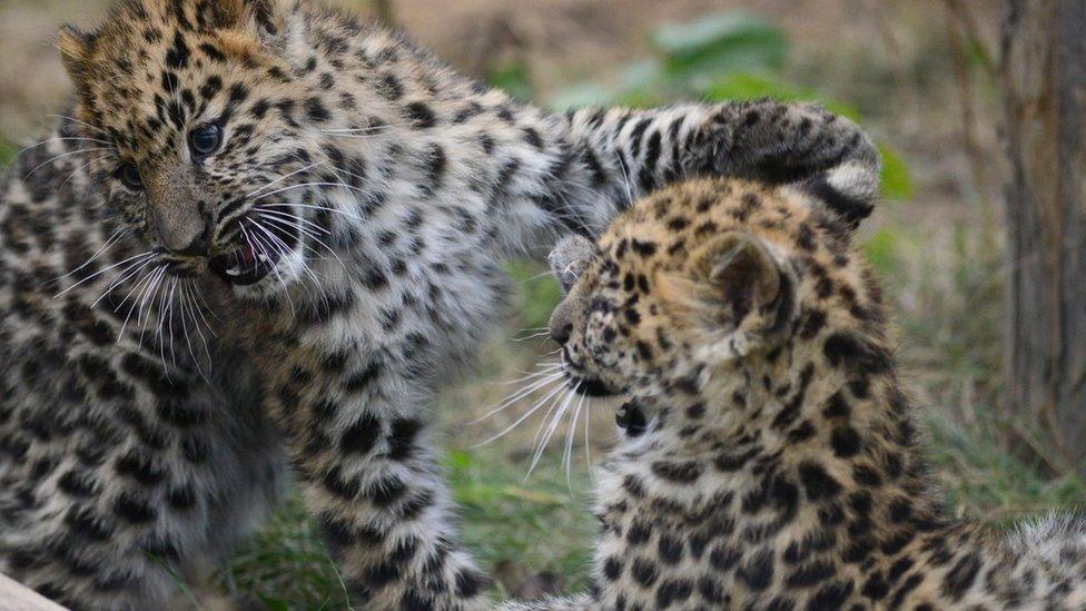 Two endangered Amur leopards play in Yorkshire Wildlife Park.