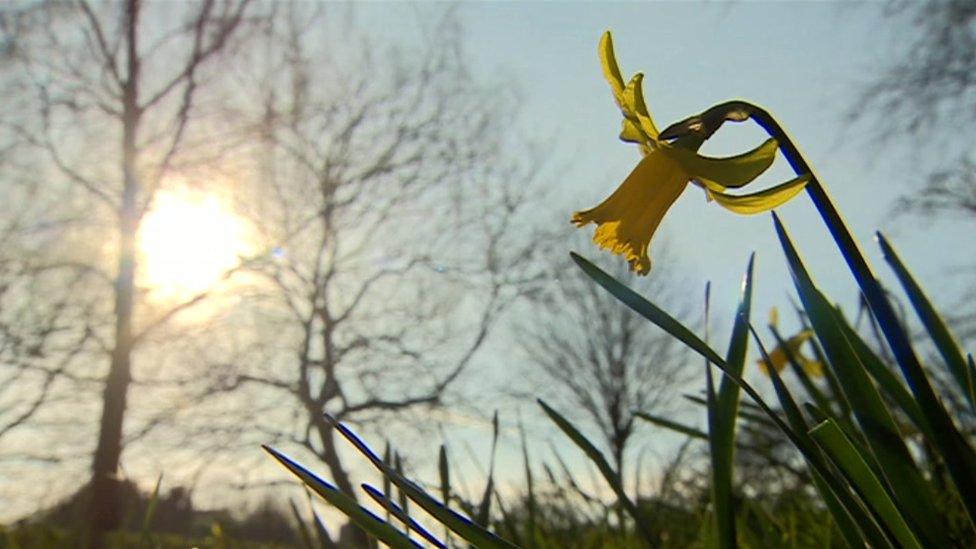 A daffodil in the sunshine