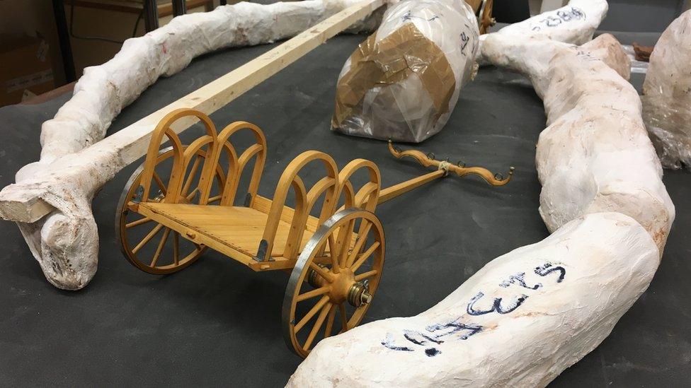 Iron tyres from a Celtic chariot wheel enclosed in protective plaster.