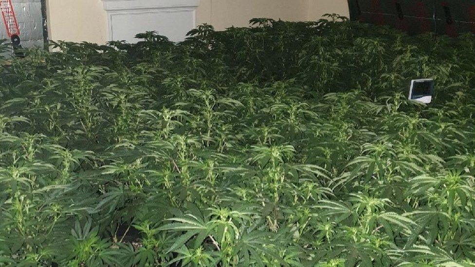 Police said the house contained 500 plants, which could produce up to £1m worth of drugs