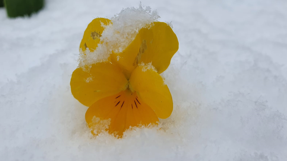 Flower in snow