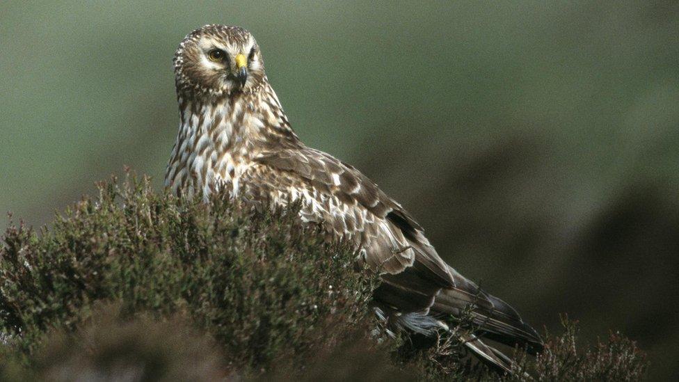 Hen harrier