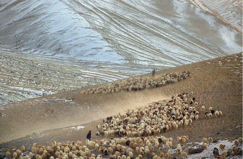 Shepherds herding changra goats