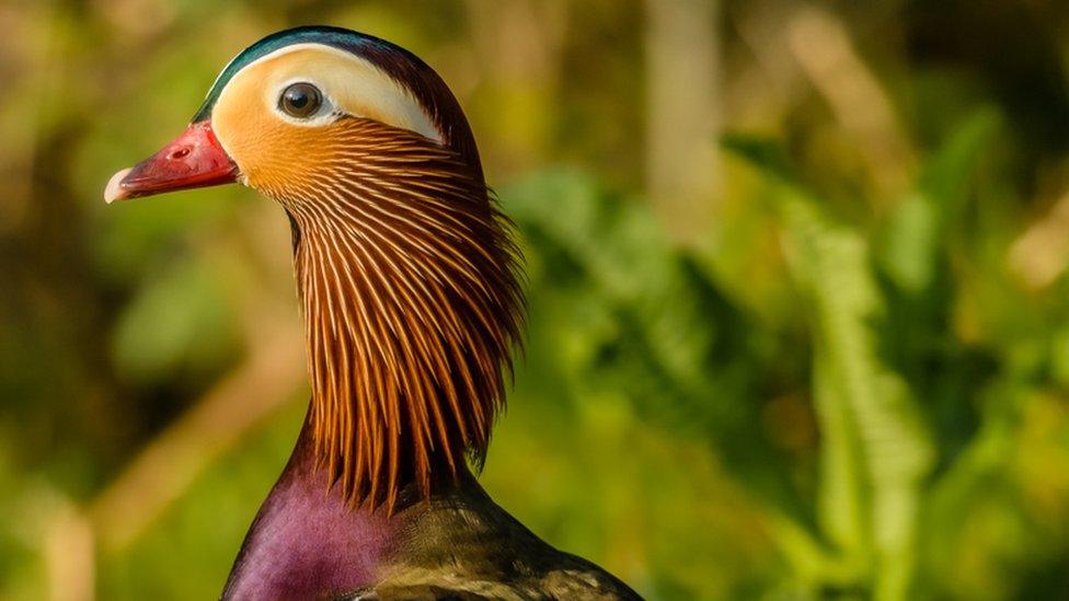 The Mandarin Duck