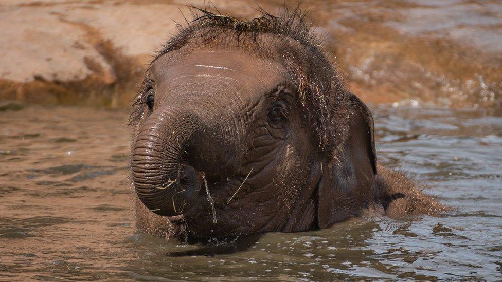 Elephant calf Indali Hi Way