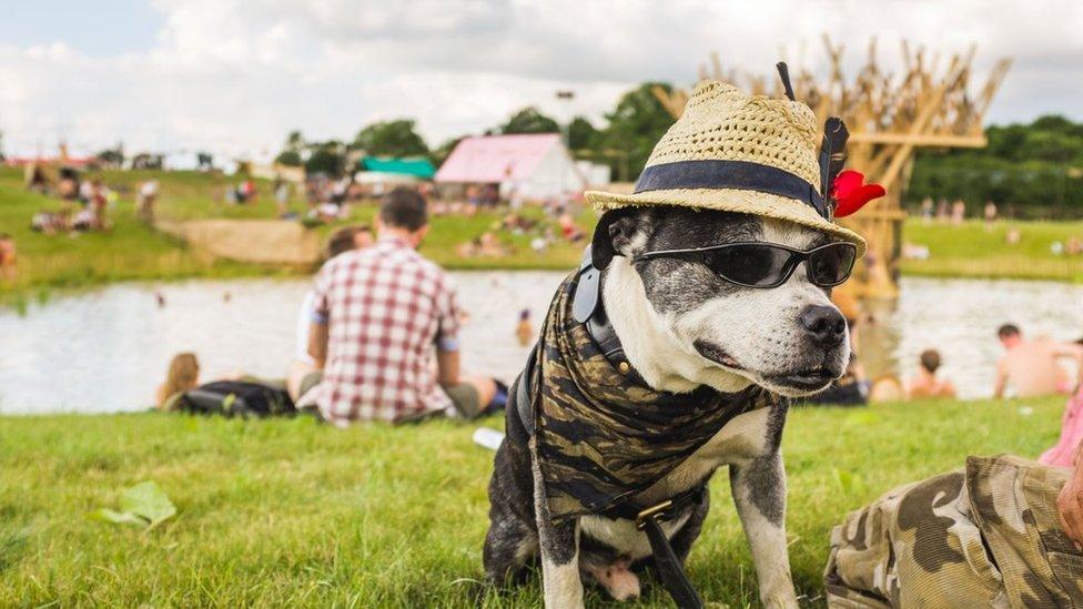 Dog in a hat